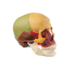 Human Skull